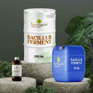 Bacillus Ferment